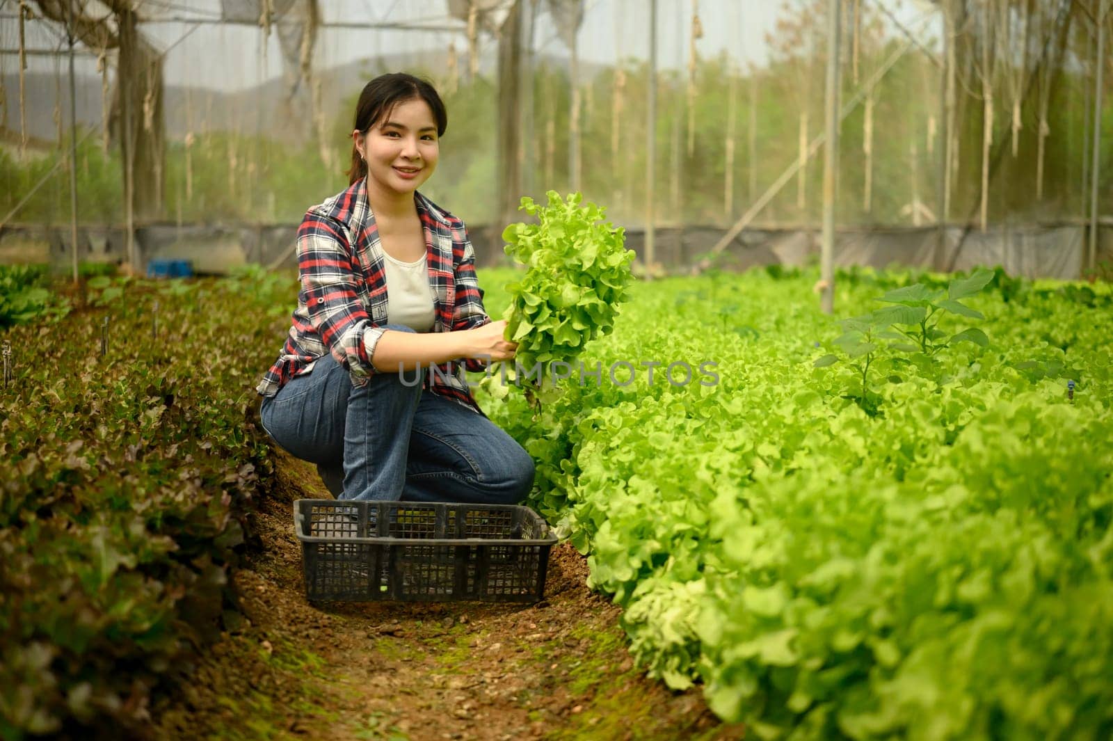 Smiling female farmer harvesting fresh green lettuce in a greenhouse. Sustainable agriculture concept.