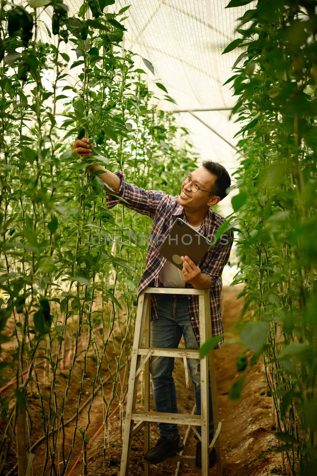 Farmer checking the health of growing crops inside a greenhouse and using digital tablet to record data.