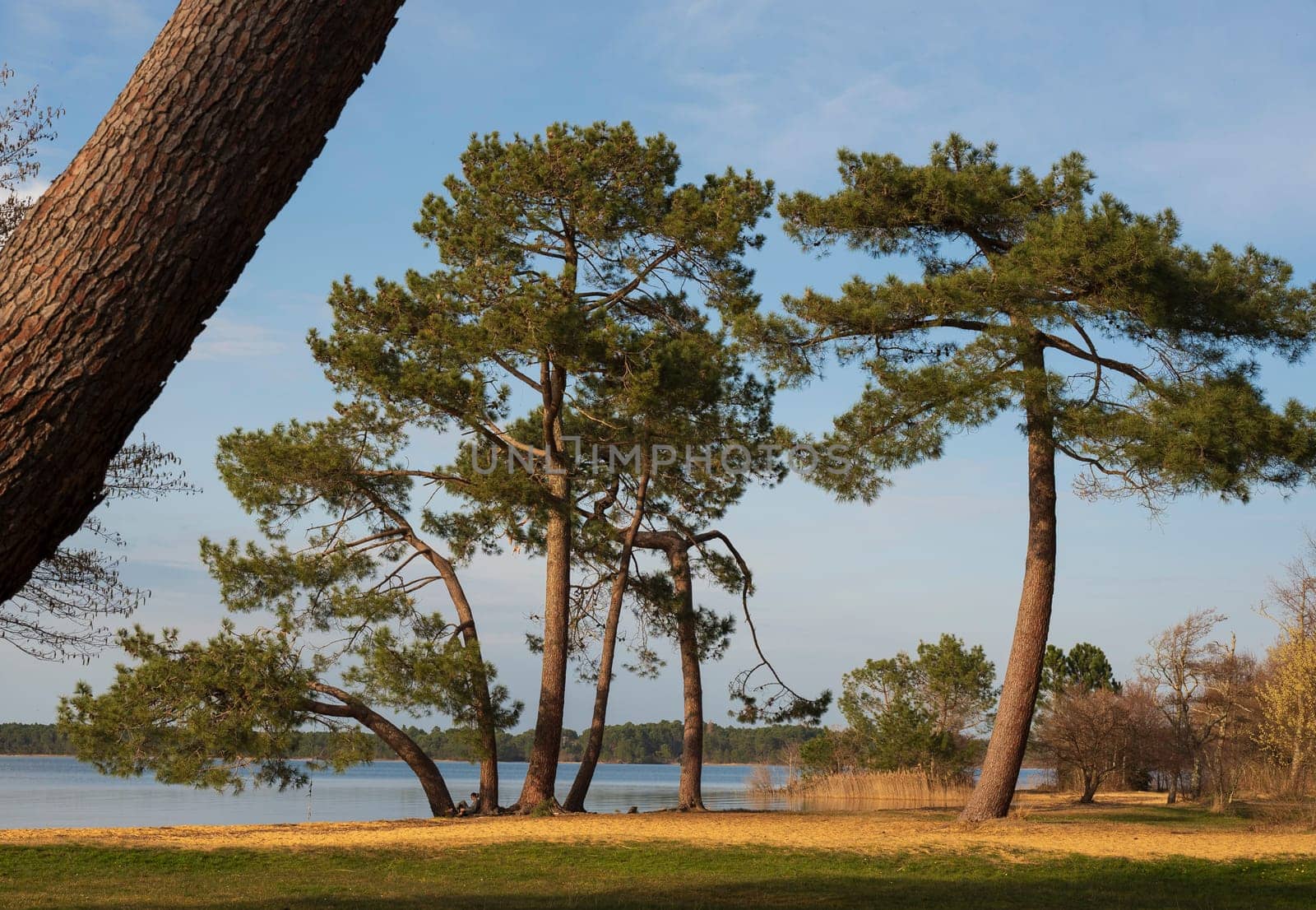 Tranquil view of Pin et Plage at Lac Sanguinet in Gironde, France, featuring lush trees along the shore under a clear sky.