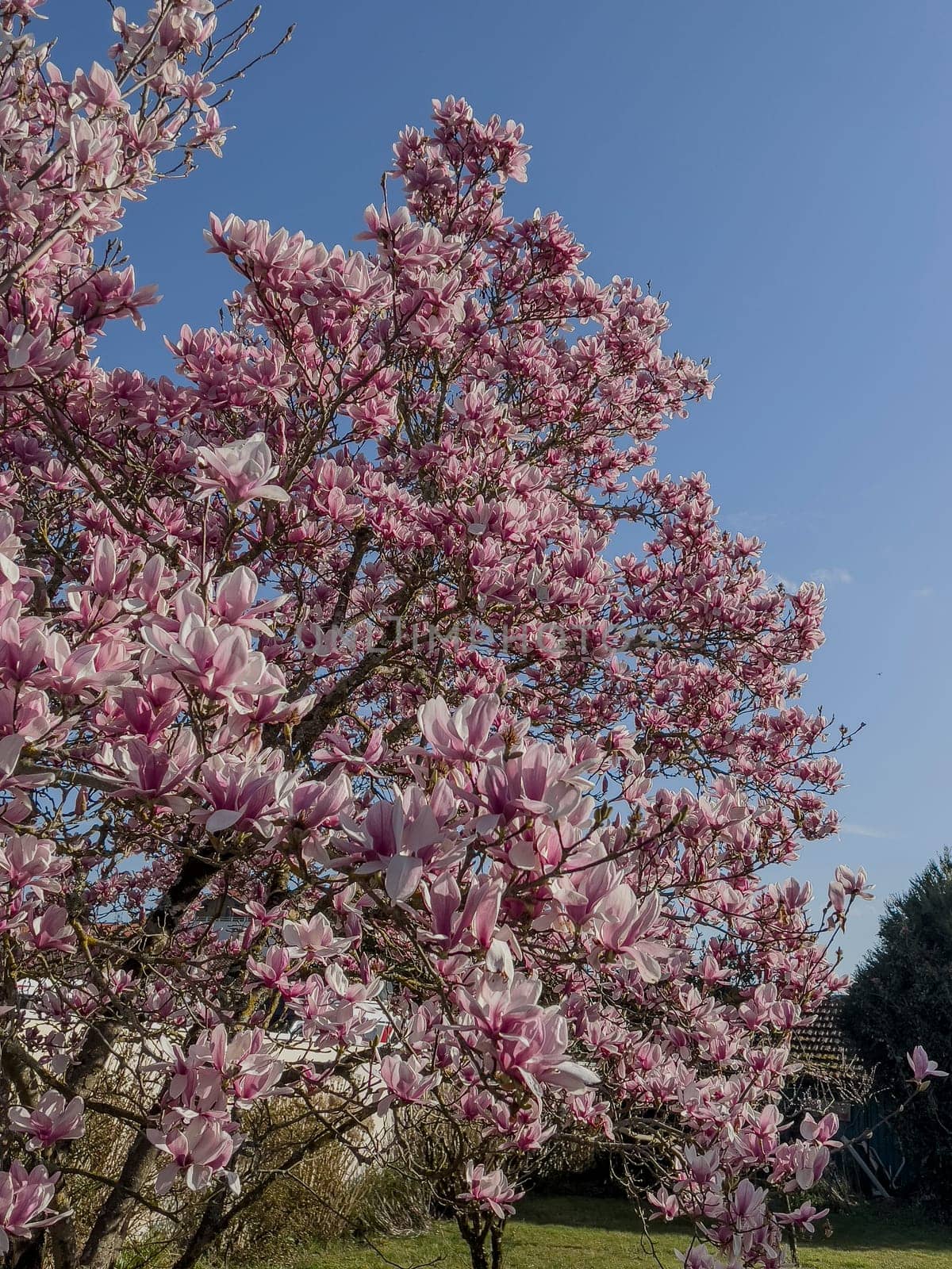 Magnolia tree displays vibrant pink blooms against a backdrop of a bright blue sky, signifying the arrival of spring in a tranquil garden setting.