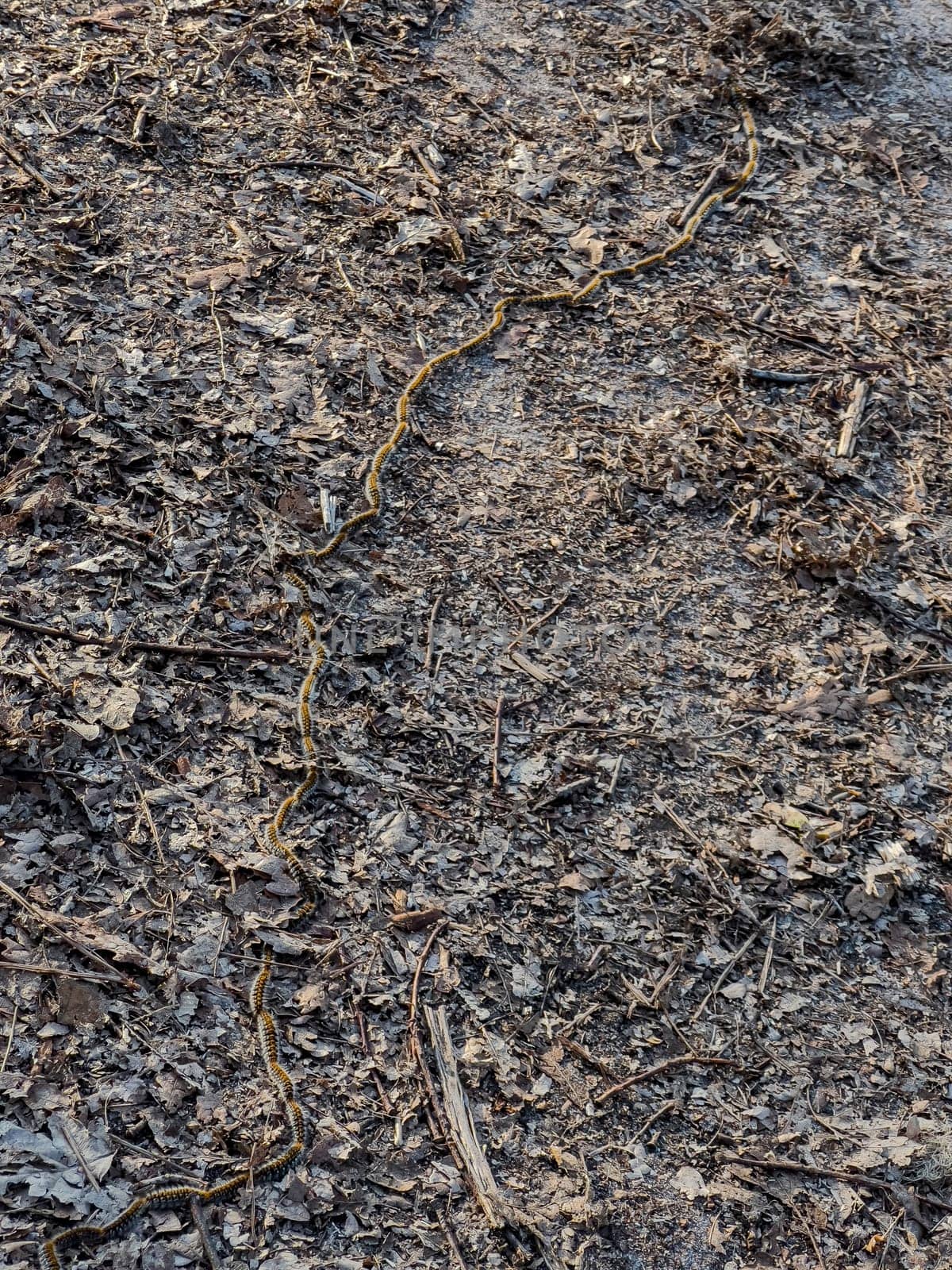 A group of chenille processionnaires crawls along the forest floor, surrounded by fallen leaves and twigs in the Landes region of France. The scene captures their distinct movement and habitat.
