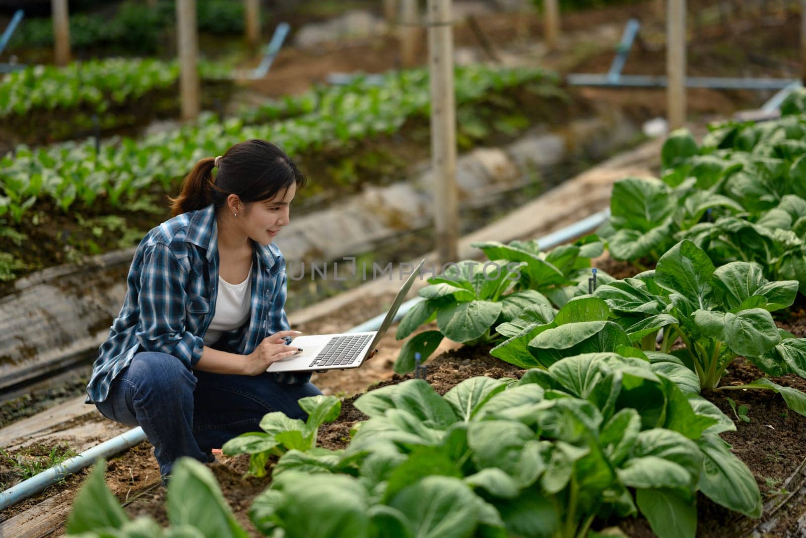 Young female farmer using laptop while monitoring crops in a greenhouse.
