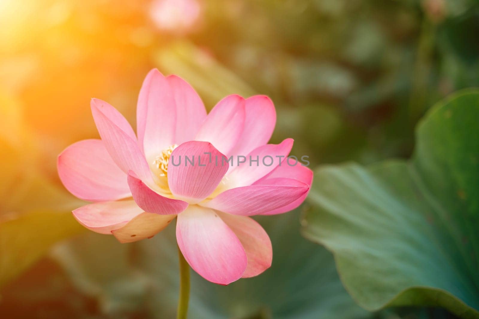 A pink lotus flower sways in the wind, Nelumbo nucifera. Against the background of their green leaves. Lotus field on the lake in natural environment