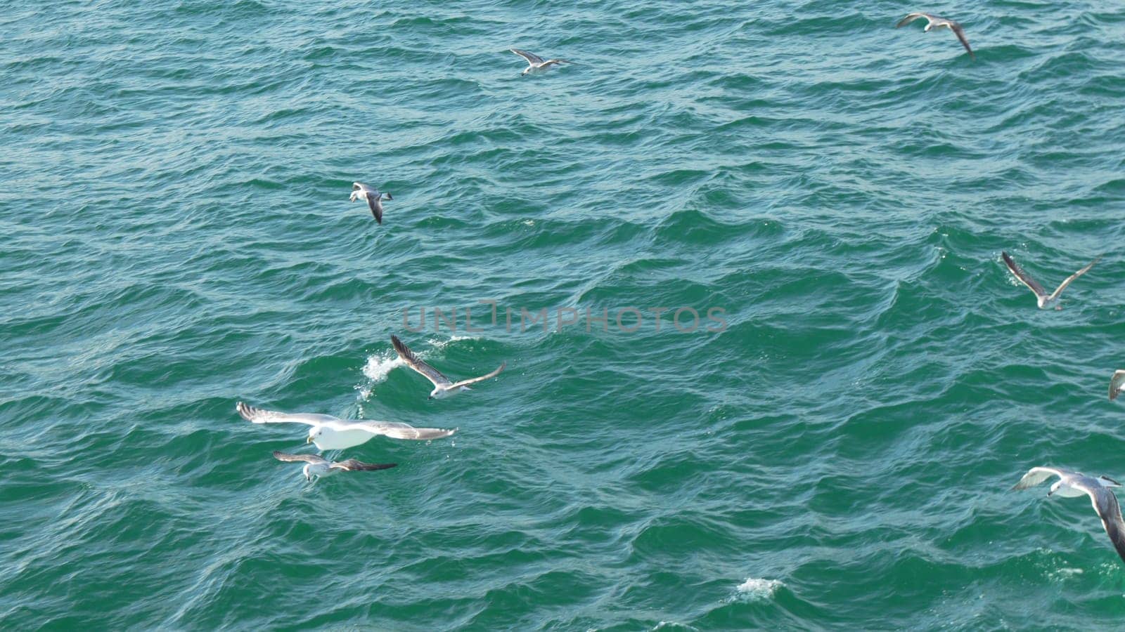 Seagulls diving and flying over a choppy teal sea. Waves ripple across the water's surface. Birds hunt for fish.