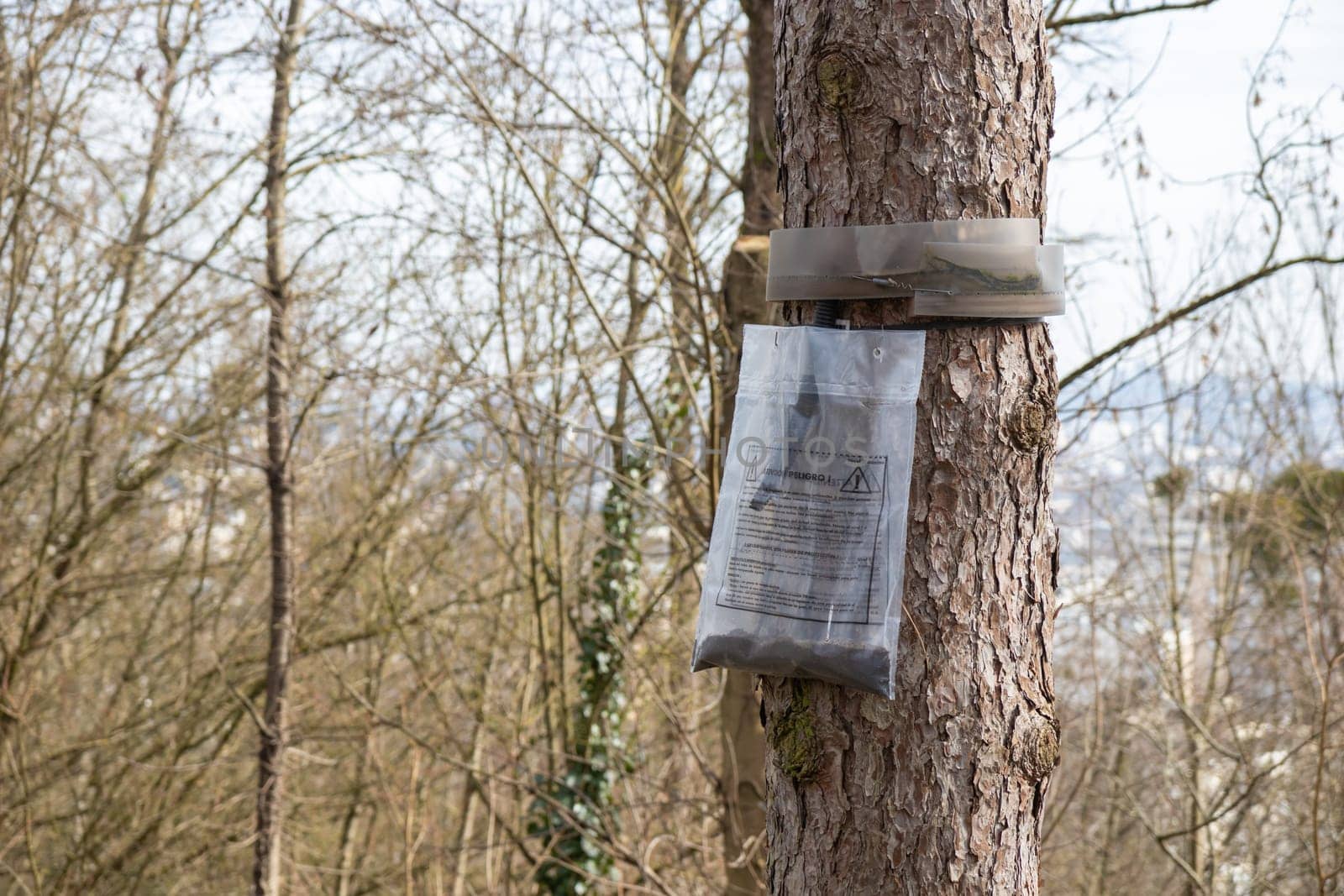 Ecological trap for processionary caterpillars on pine trunk in France - Collar around a pine tree to protect trees from dangerous insects reaching the ground trapping them in the plastic bags.