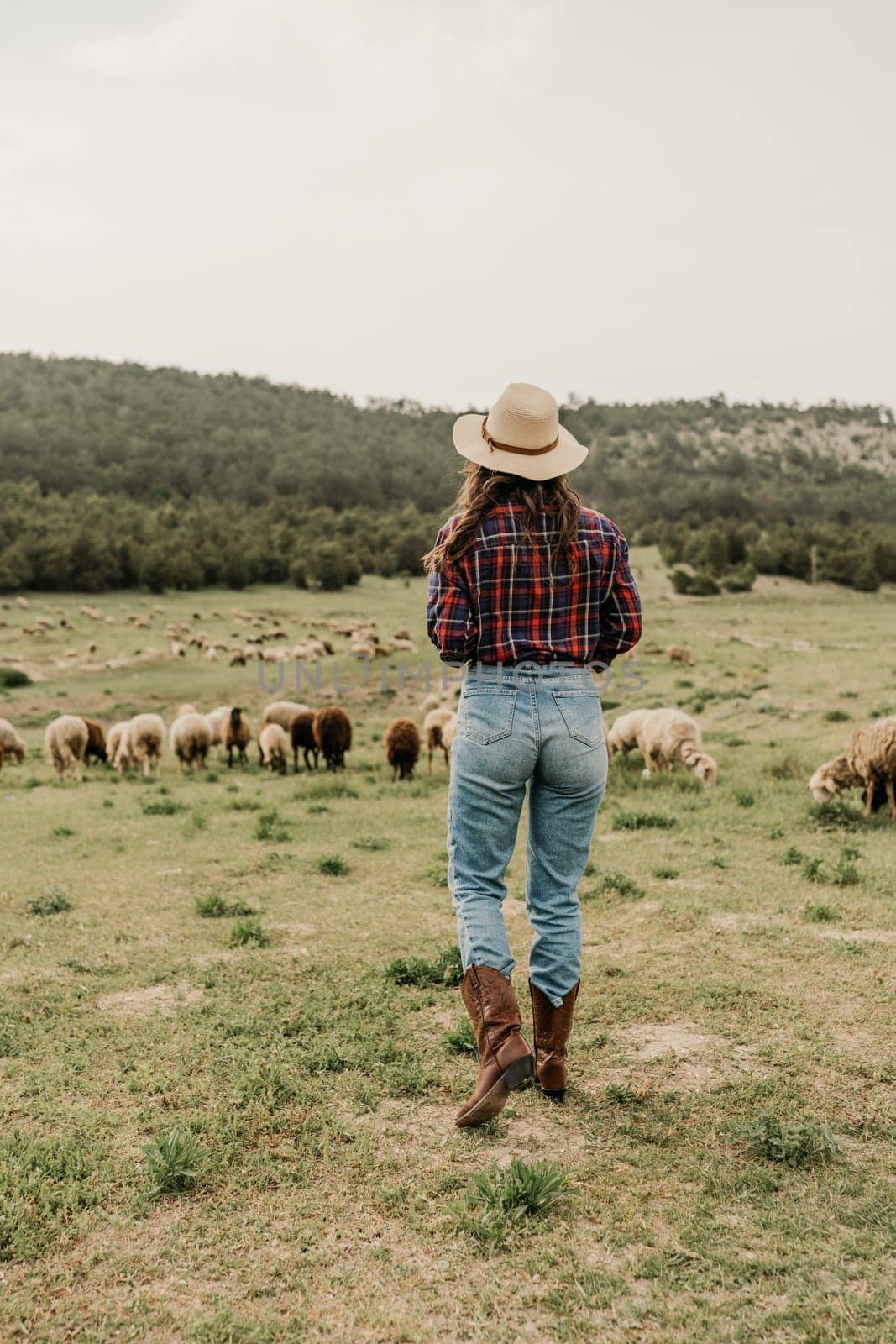 A woman wearing a hat and boots walks through a field of sheep. The scene is peaceful and serene, with the woman and the sheep coexisting in harmony
