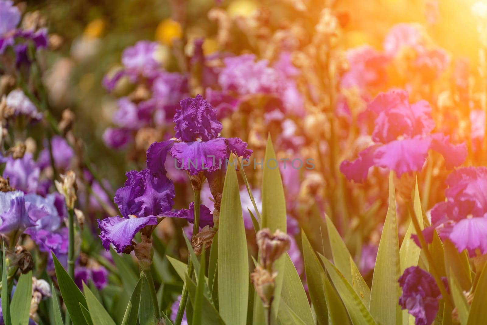 Purple irises bloom amidst green leaves, bathed in bright sunlight on a sunny day.