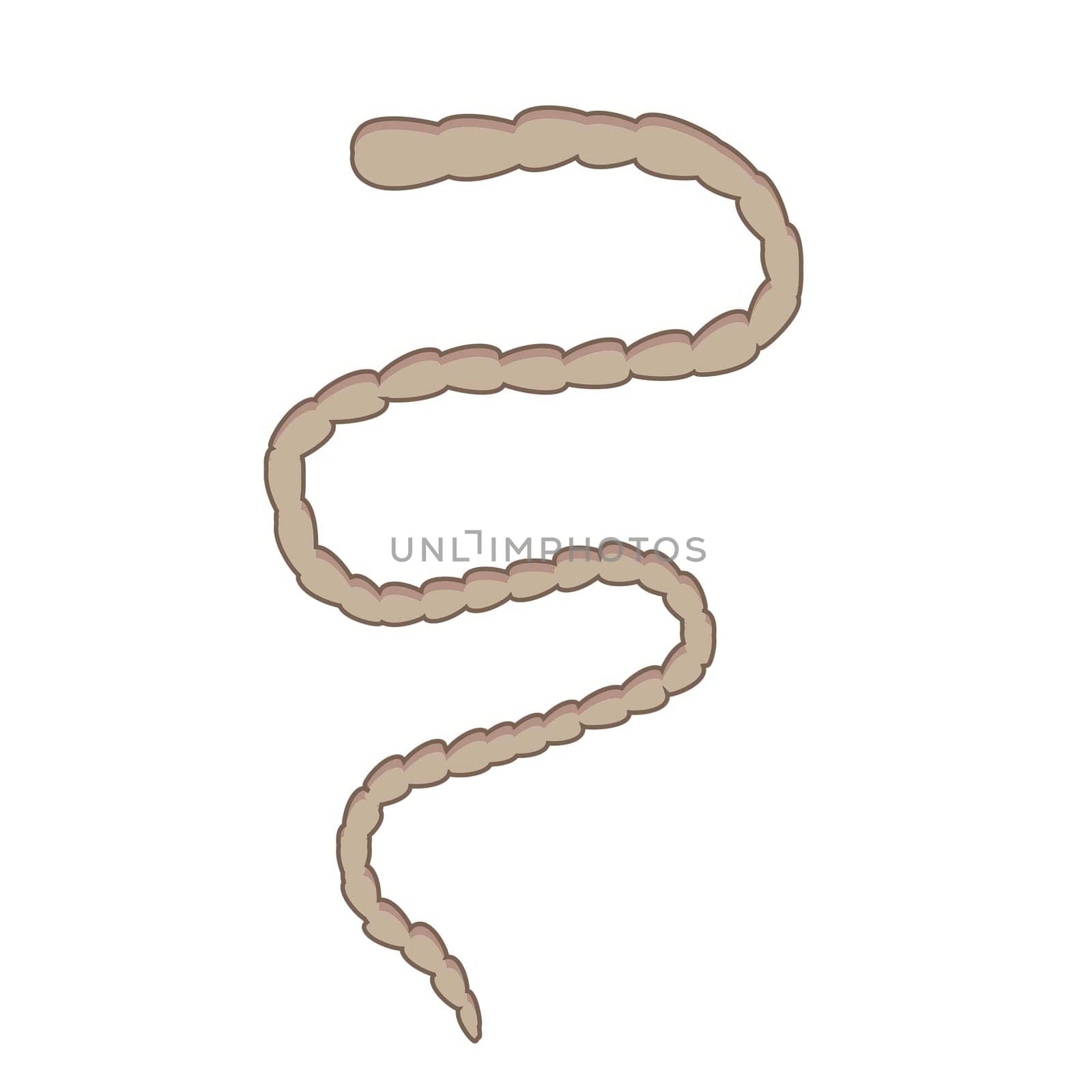 illustration of a stylized tapeworm with segmented body on white background.