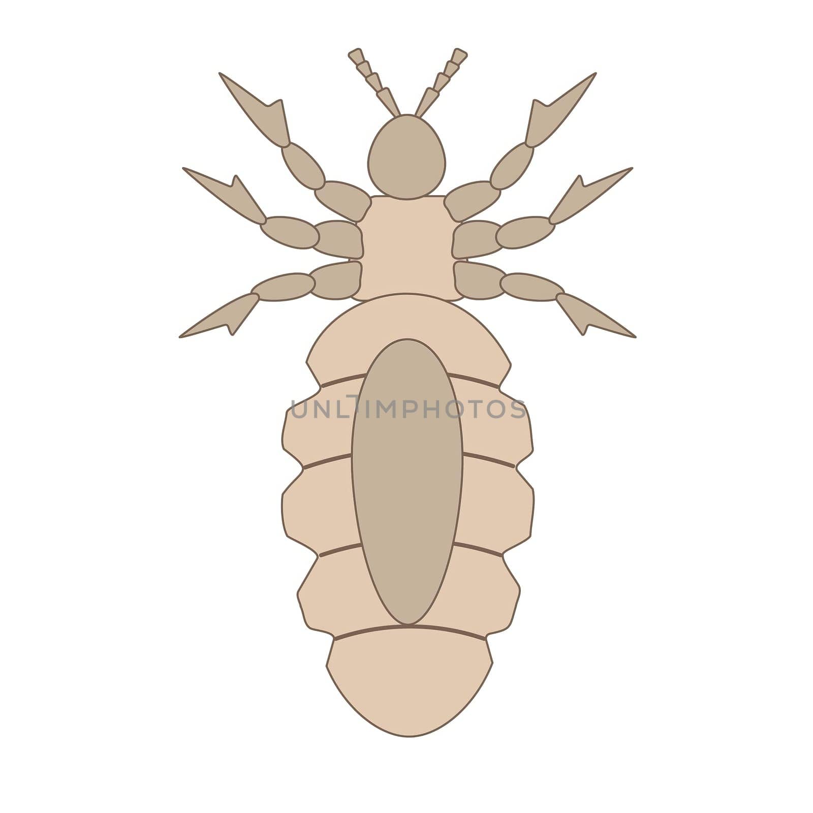 Detailed illustration of louse insect anatomy on white background.