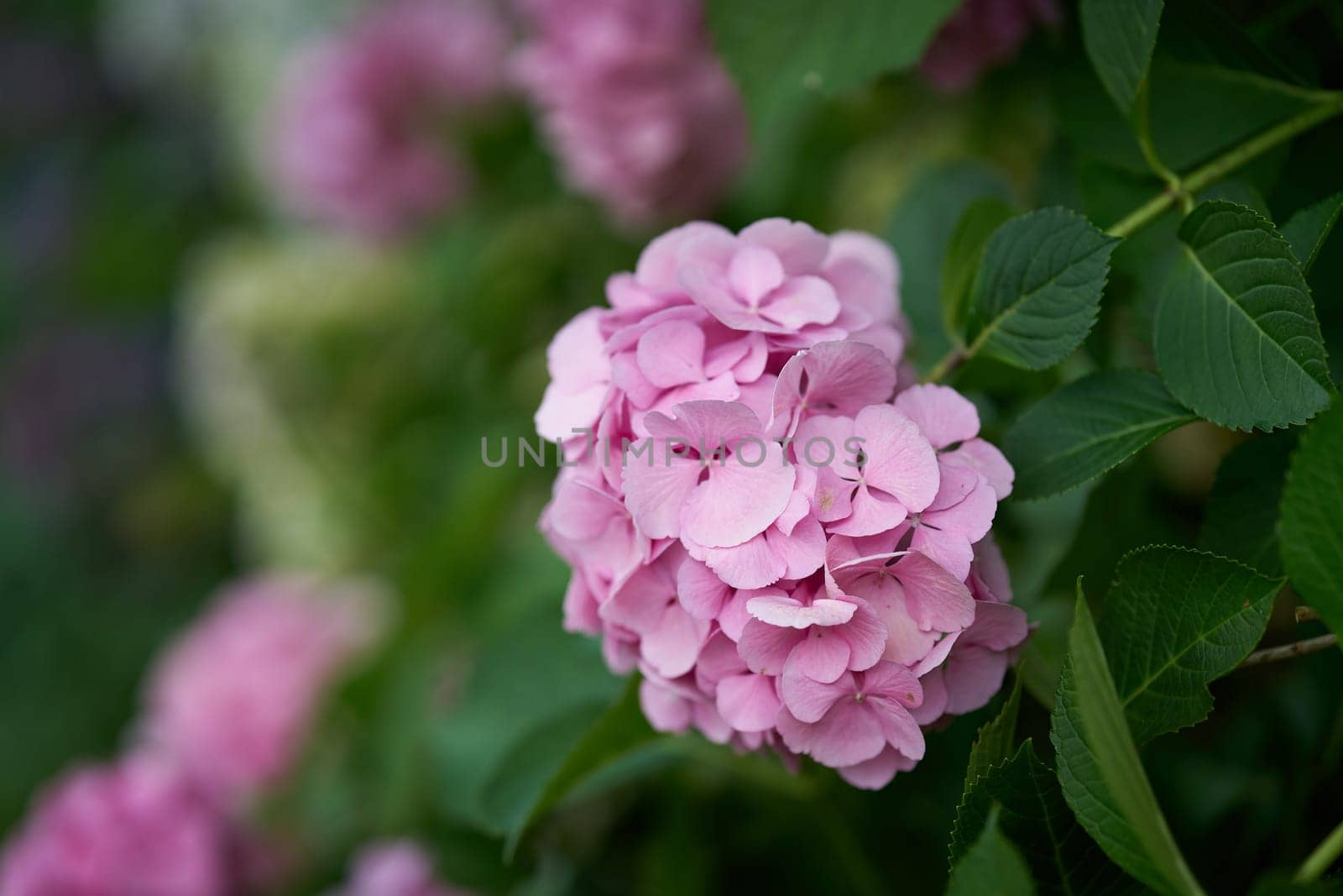 Pink flowering hortensia, Hydrangea macrophylla in a garden in summer