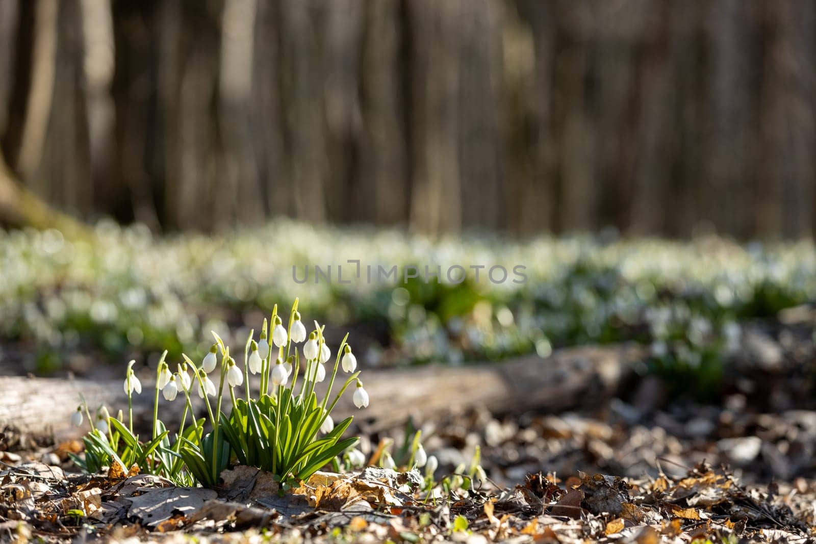 Beautiful white snowdrop flowers blooming in the forest during springtime, a symbol of renewal and the arrival of warmer weather
