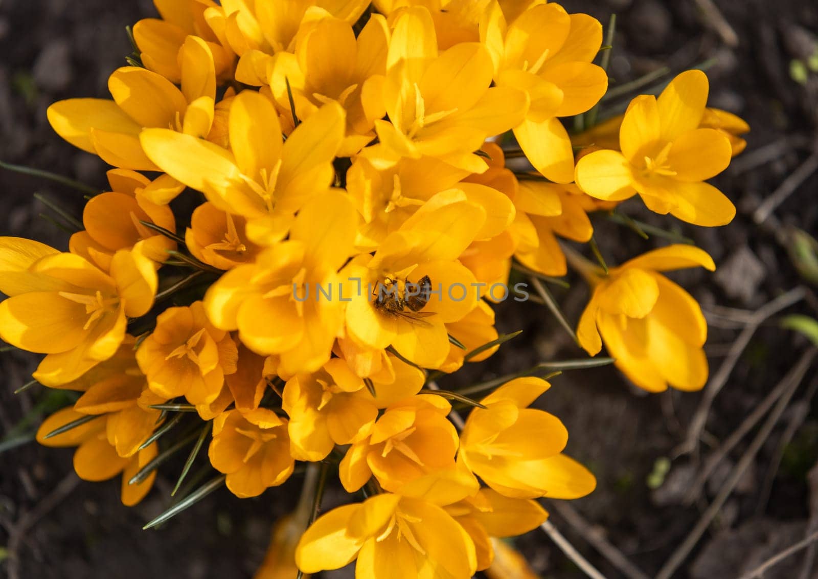 Honeybee collecting nectar and pollen from blooming yellow crocus flowers, signaling the arrival of spring and renewal