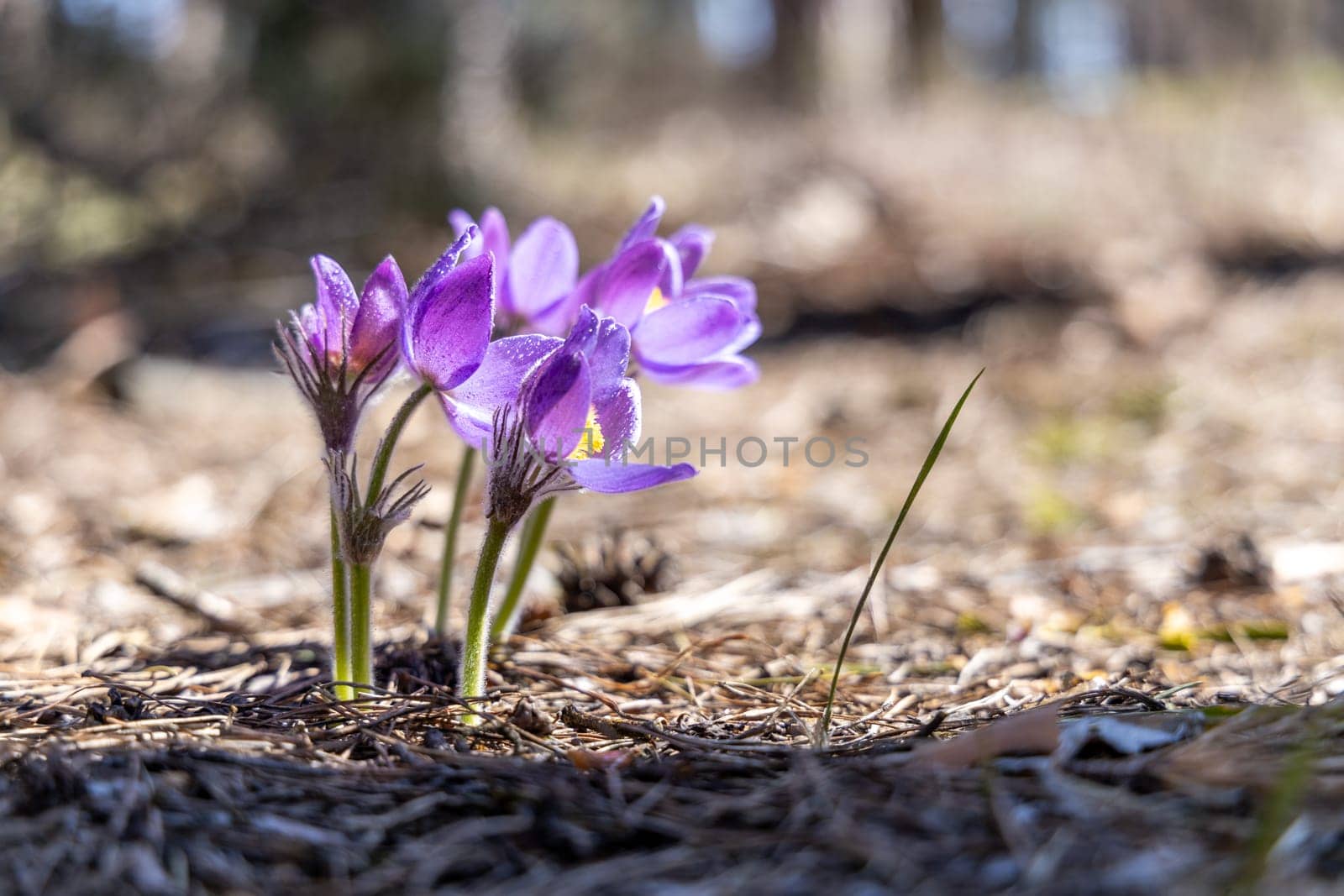 Dreamlike image of purple pasqueflower blooming in a forest, celebrating the arrival of spring with delicate beauty
