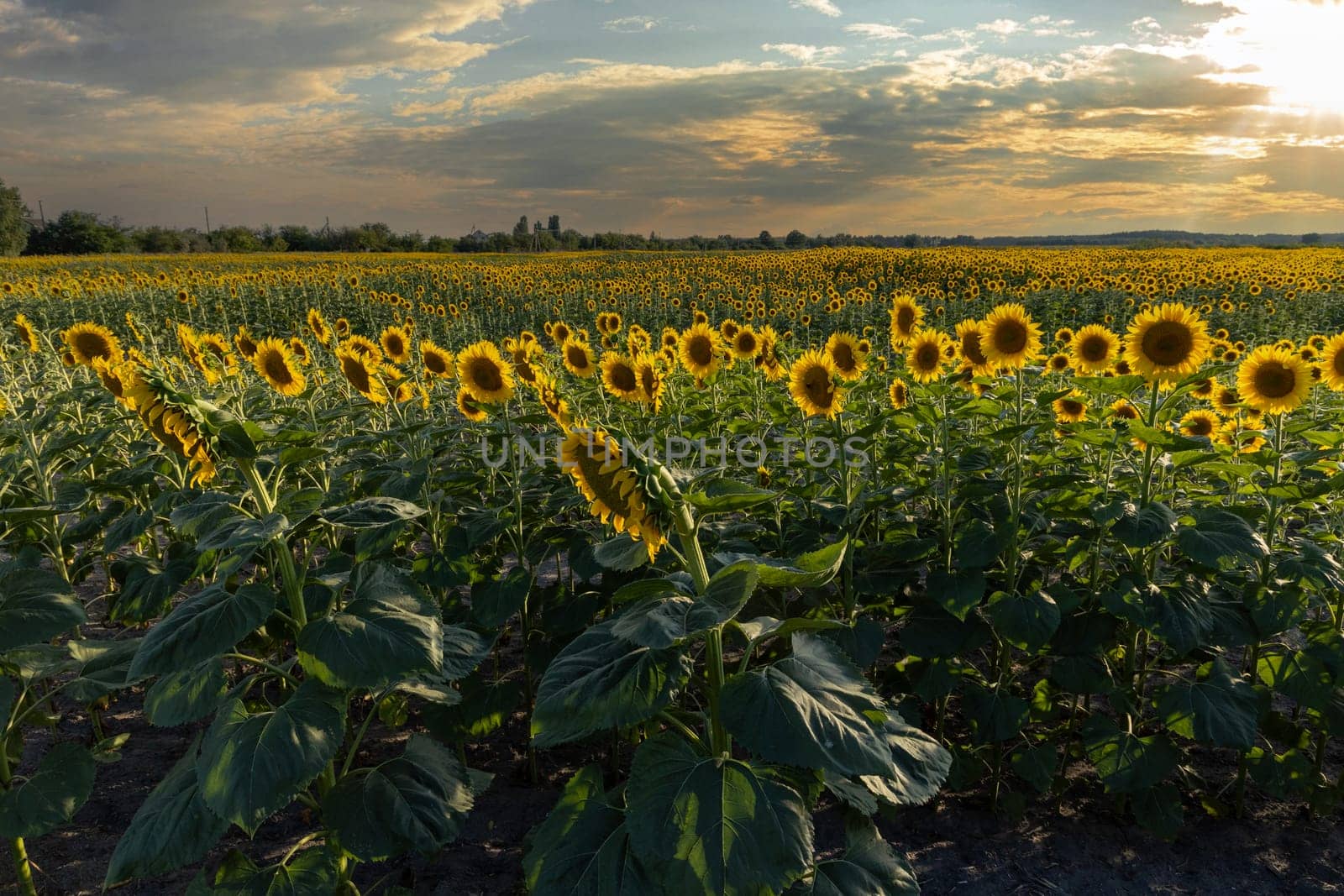 Sunflowers blooming in a vast field under a beautiful sunset sky, creating a picturesque summer landscape