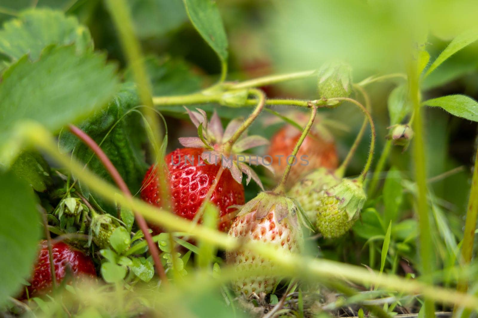 Close up of ripe and unripe strawberries growing on a strawberry plant surrounded by green leaves and grass