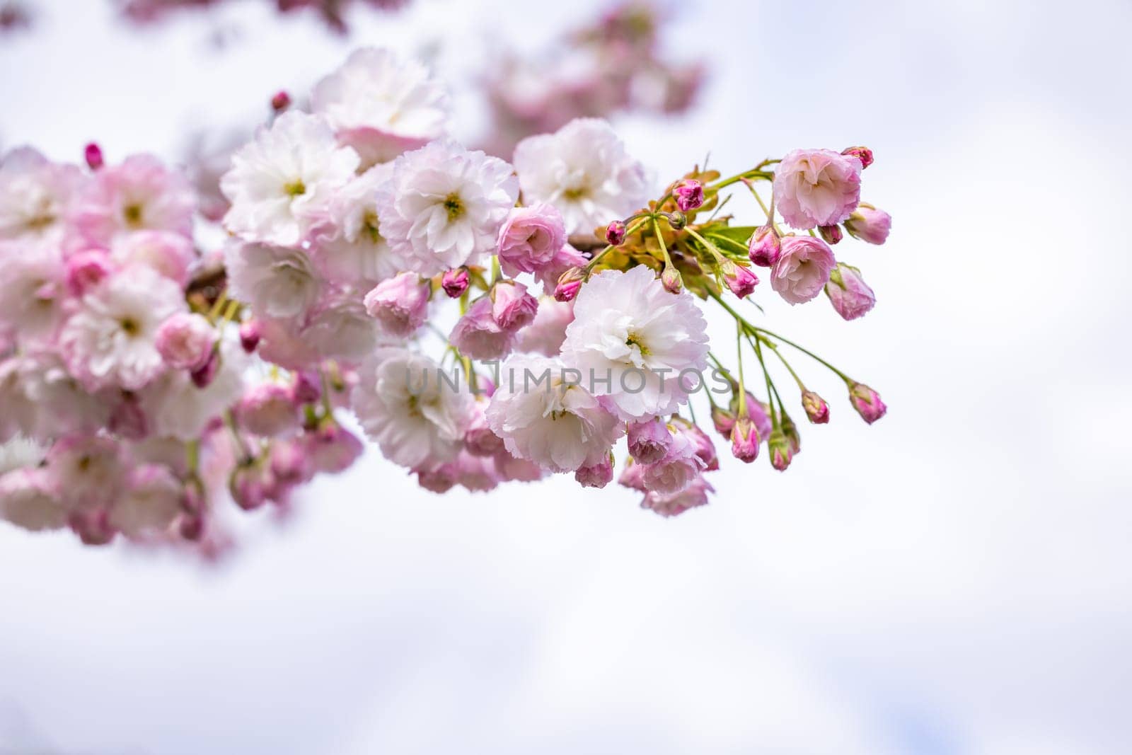 Pink and white cherry blossom flowers blooming on a tree branch against a cloudy sky, capturing the beauty of springtime