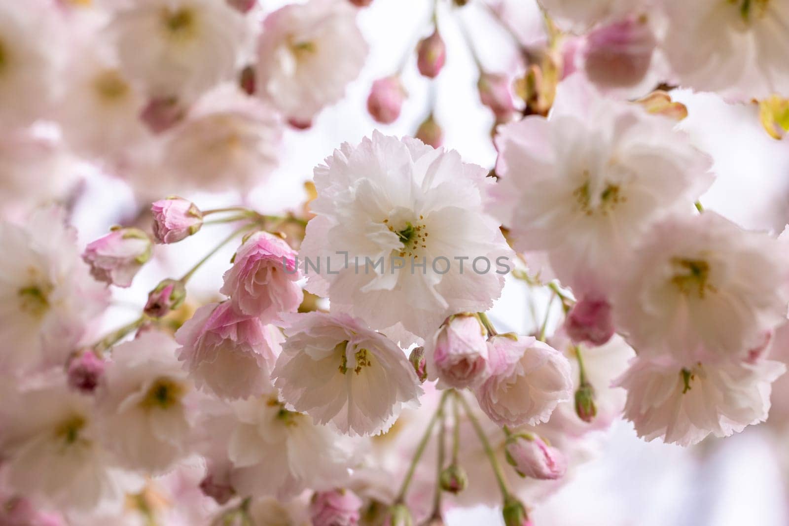 Delicate pink and white sakura flowers blooming on a tree branch, creating a beautiful springtime display