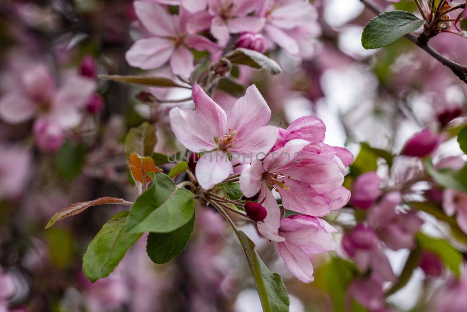 Pink flowers blooming on an apple tree branch in spring, showcasing the beauty of nature's renewal