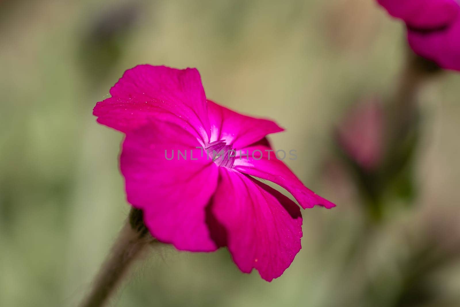 Close up of vibrant pink dusty miller flower blooming in a summer garden, showcasing its delicate petals and intricate details