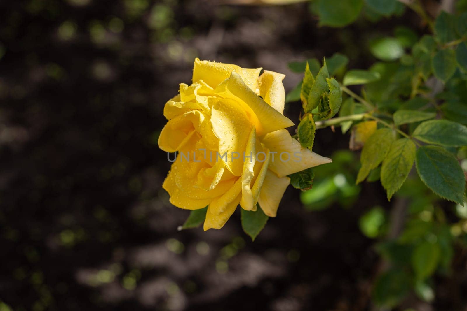 Close up of a vibrant yellow rose blooming in a garden, its petals adorned with glistening water drops