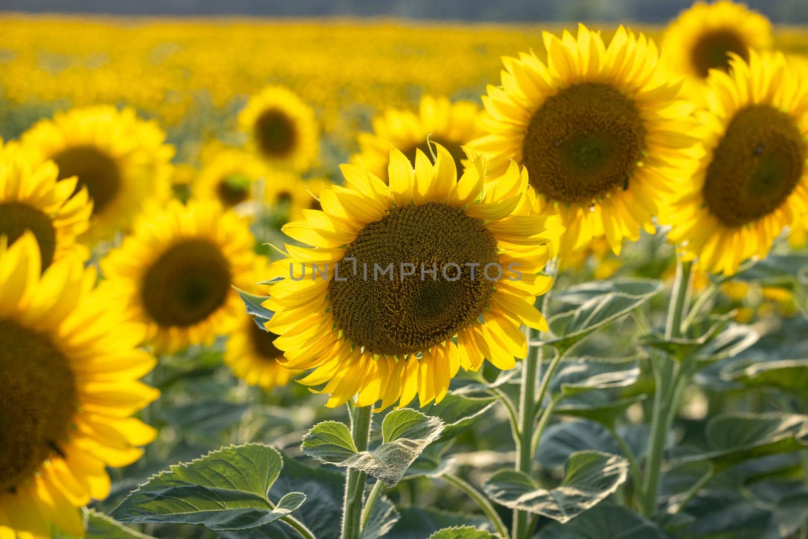 Sunflowers growing in a vast field on a sunny day, creating a picturesque agricultural landscape