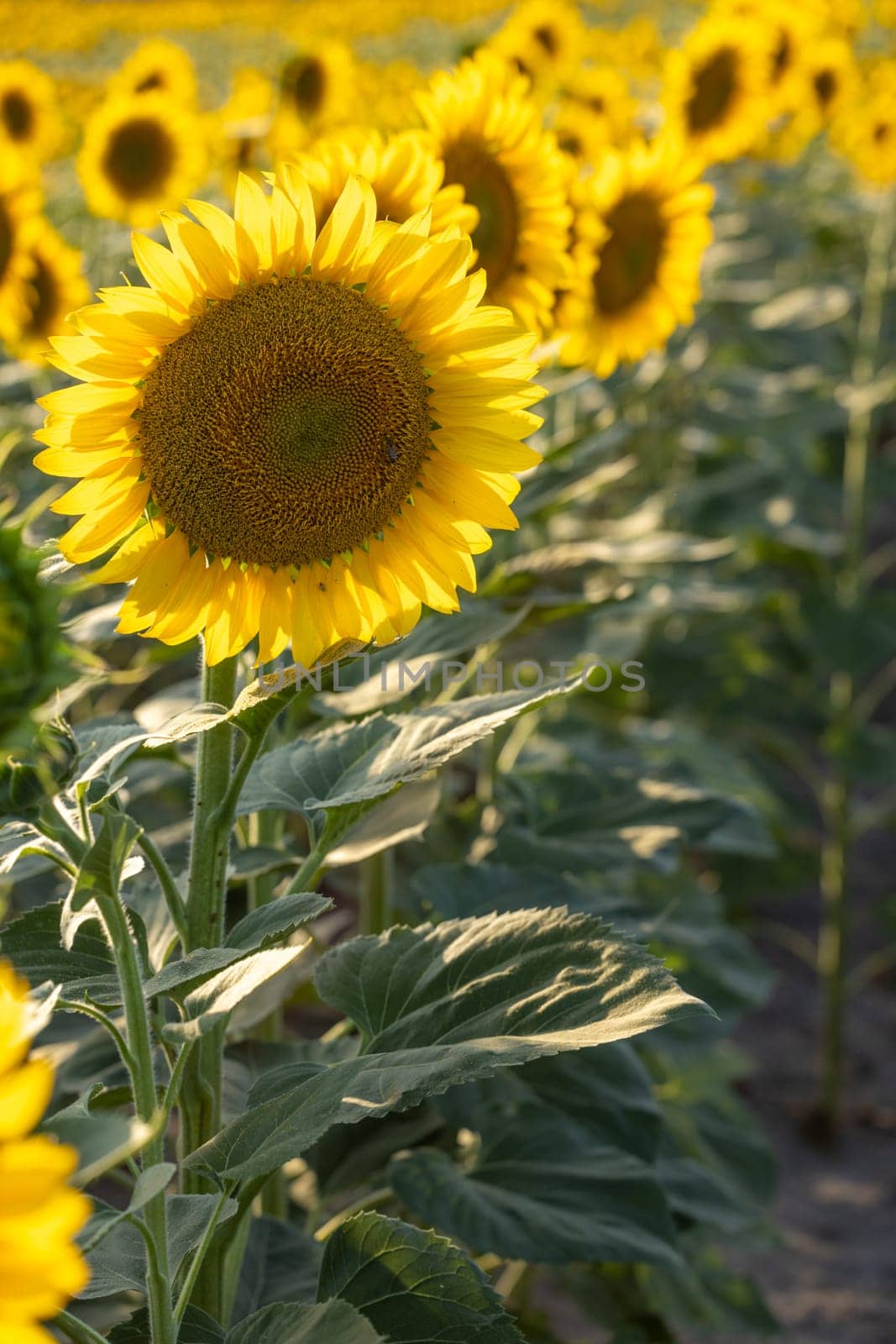Bright yellow sunflower head blooming in a field of sunflowers, illuminated by warm sunlight