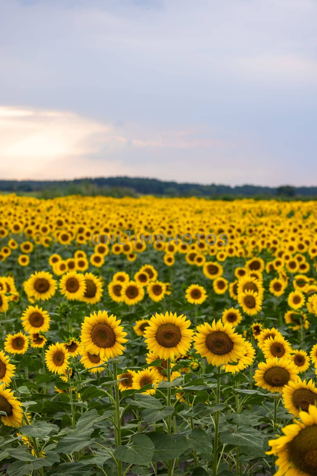 Beautiful sunflowers blooming in a vast field under a cloudy sky at sunset, creating a picturesque rural landscape