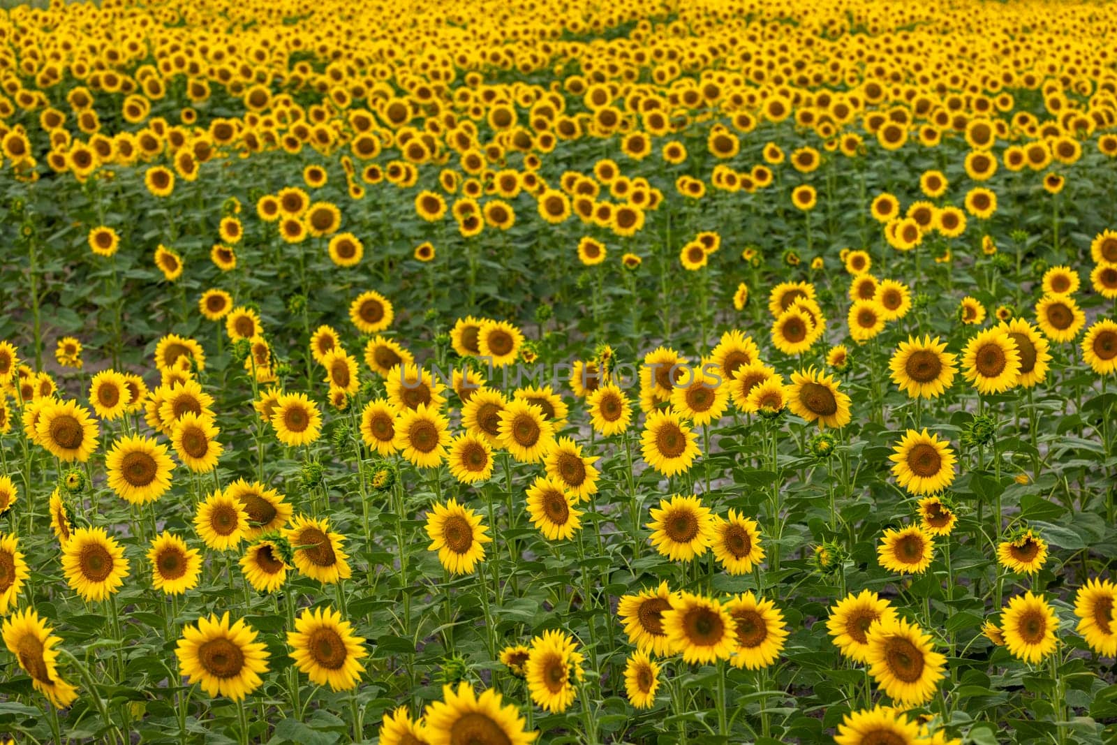 Beautiful sunflowers blooming in a field, creating a picturesque landscape of vibrant yellow against a backdrop of green