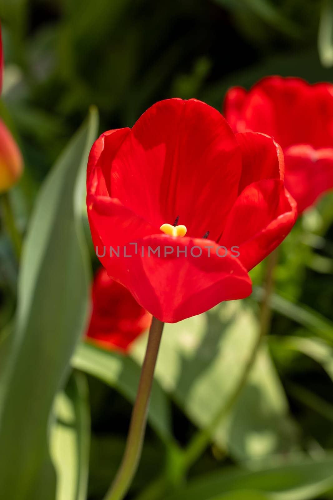 Vibrant red tulip flower blooming in spring garden, close up view showcasing delicate petals and yellow center