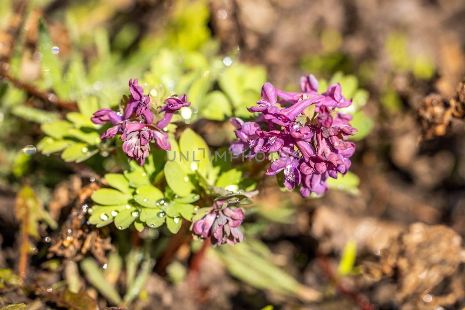 Corydalis solida, commonly known as fumewort, blooming in spring, adorned with dew drops on vibrant green leaves, captures nature's beauty