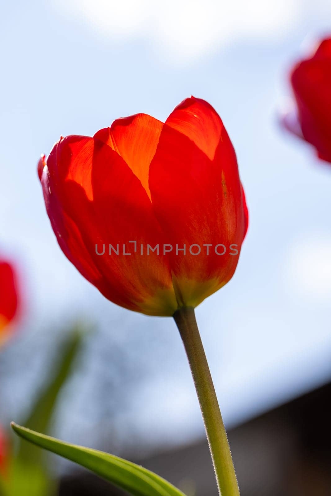 Vibrant red tulip reaching towards the clear blue sky, capturing the essence of springtime renewal and beauty