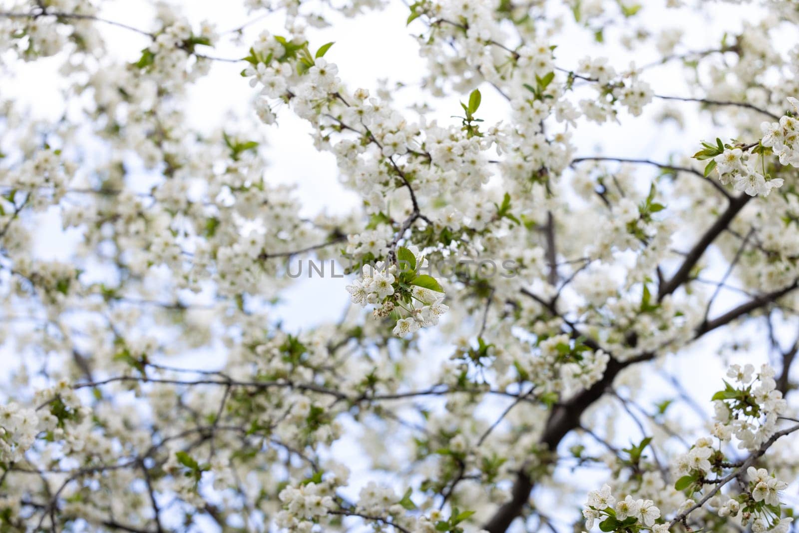 Beautiful white flowers blooming on the branches of a tree, creating a stunning display of nature's beauty during springtime