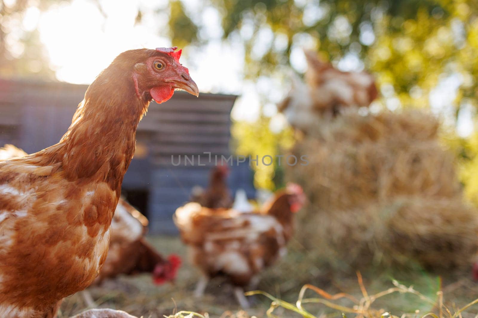 Free-range chickens on a farm at sunrise, organic poultry in a natural rural setting