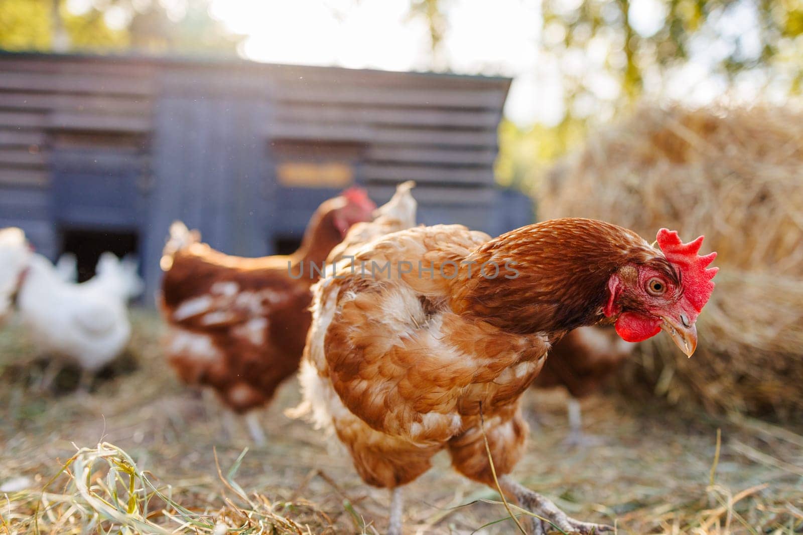 Free-range chickens on a farm at sunrise, organic poultry in a natural rural setting