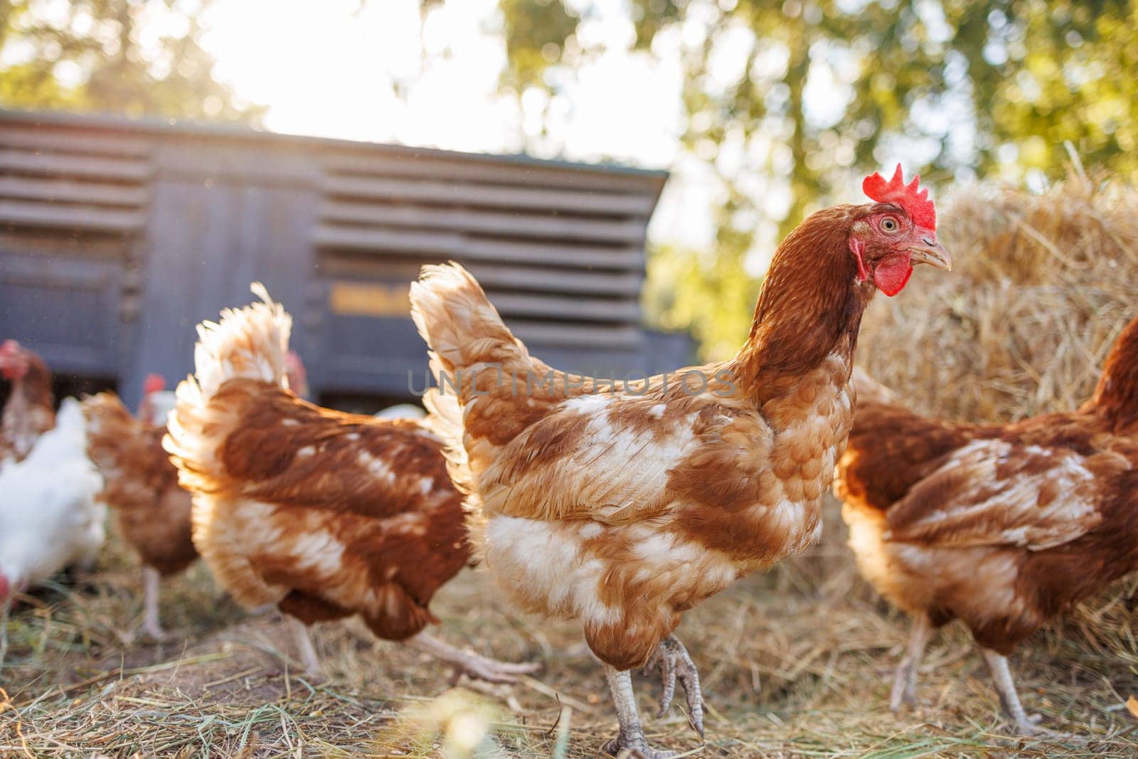 Free-range chickens on a farm at sunrise, organic poultry in a natural rural setting