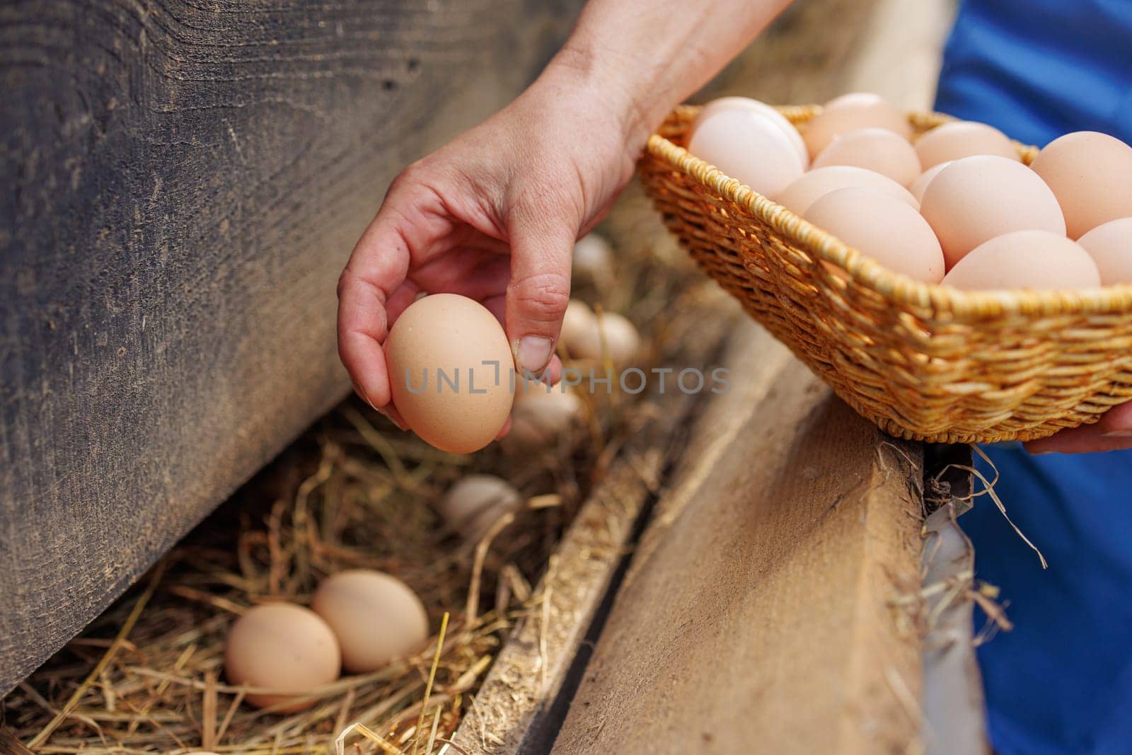 Farmer collecting fresh organic eggs from a nest into a wicker basket on a rural farm,