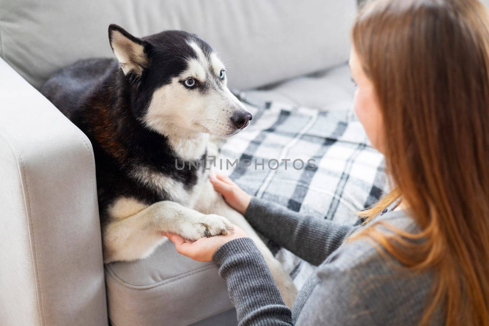 A Siberian Husky with black and white fur sits on a gray sofa, placing its paw in the hands of a woman with long brown hair wearing a gray sweater. A plaid blanket is draped over the couch