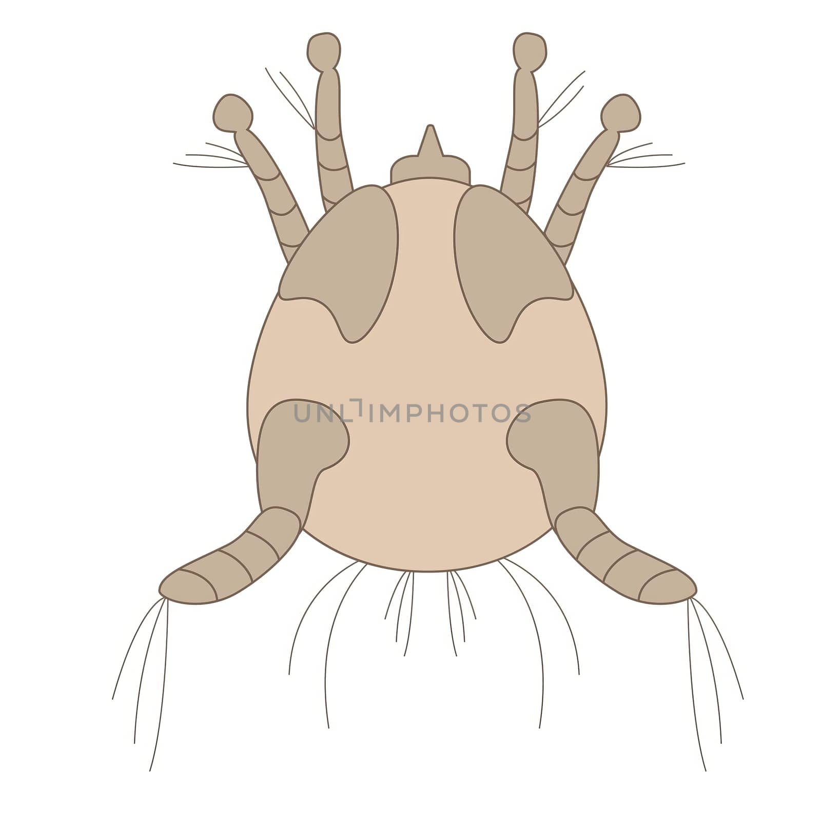 Detailed illustration of a dust mite on a white background.