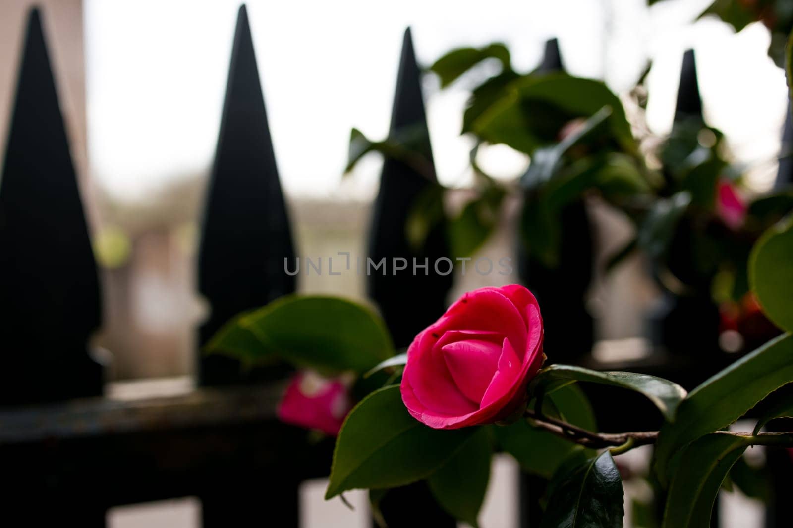 Vibrant pink rose bloom against rustic black fence in sunlit garden.