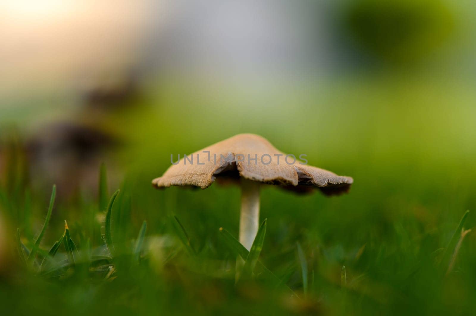 A small, whimsical mushroom rises gracefully from vibrant green grass as daylight breaks gently over the landscape.