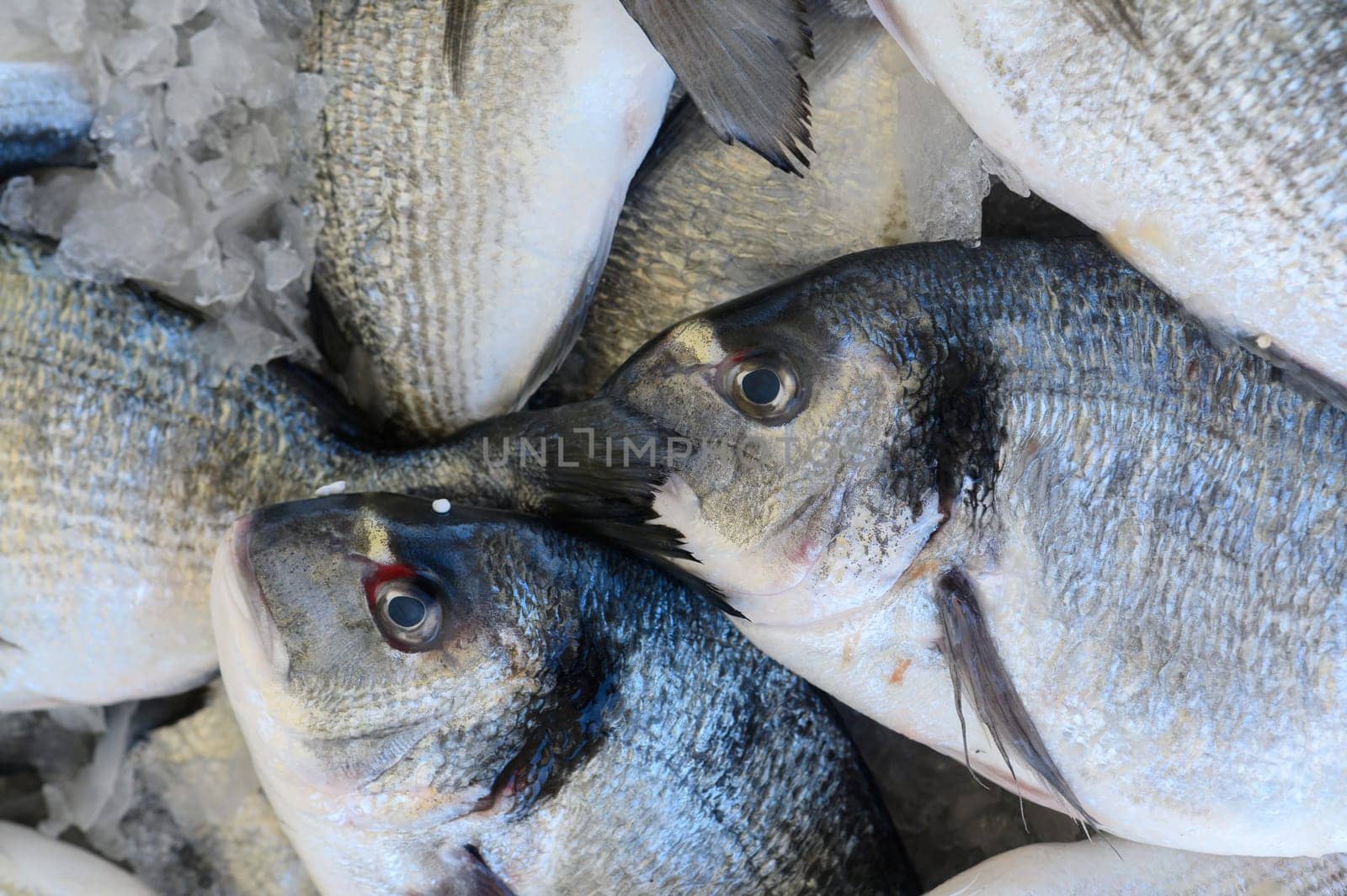 Early morning at a lively fish market, fresh dorade are arranged on a bed of ice, their scales sparkling in the soft, natural light, ready for eager buyers.
