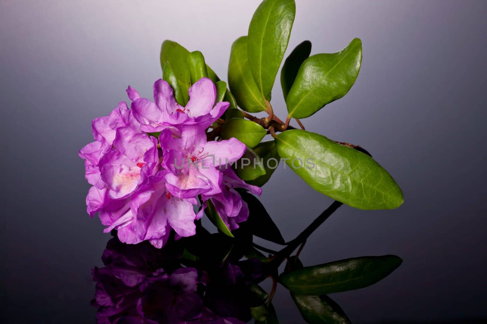 A studio image of a Rosebud Azalea on a reflective surface.