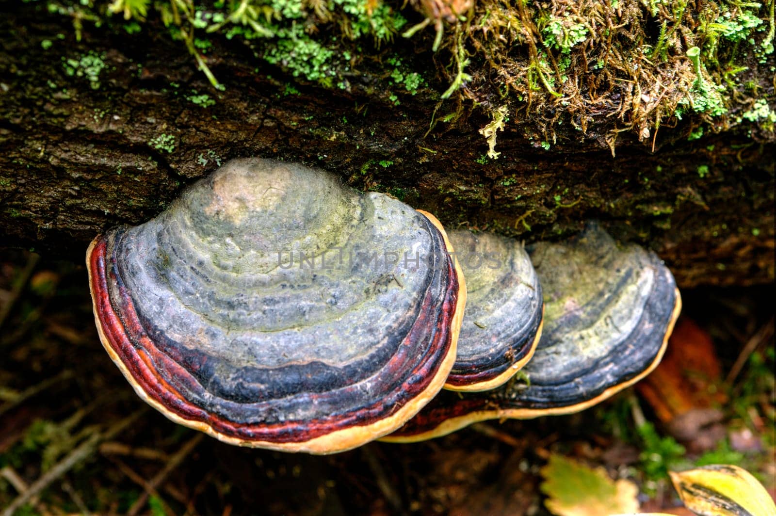 A close up of three polypore mushrooms on a tree.