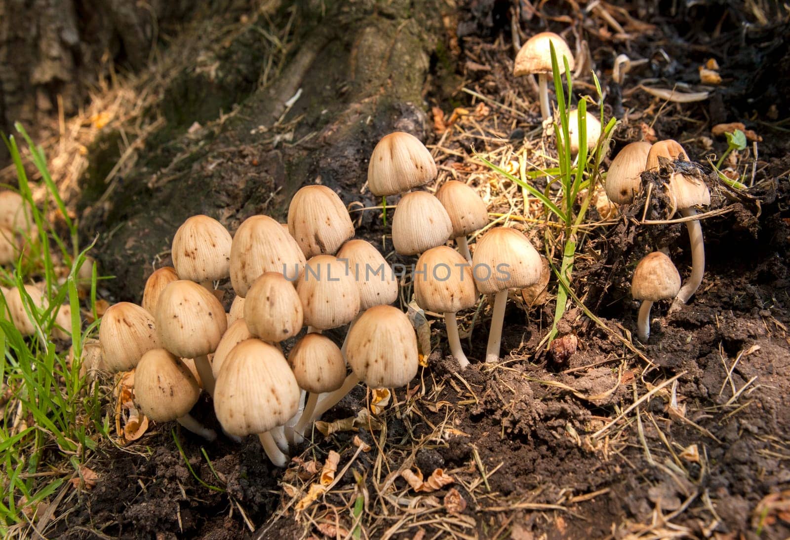 A cluster of mushrooms are located right next to a tree.
