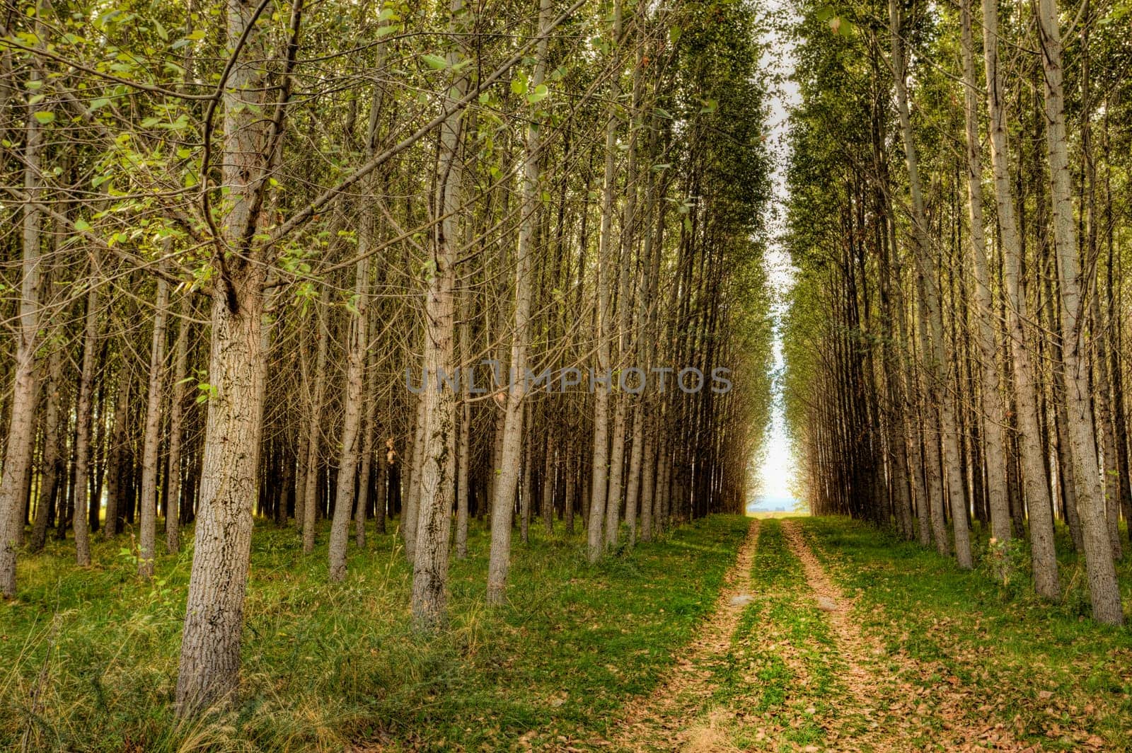 A small dirt road path leads through an orchard to the light beyond.