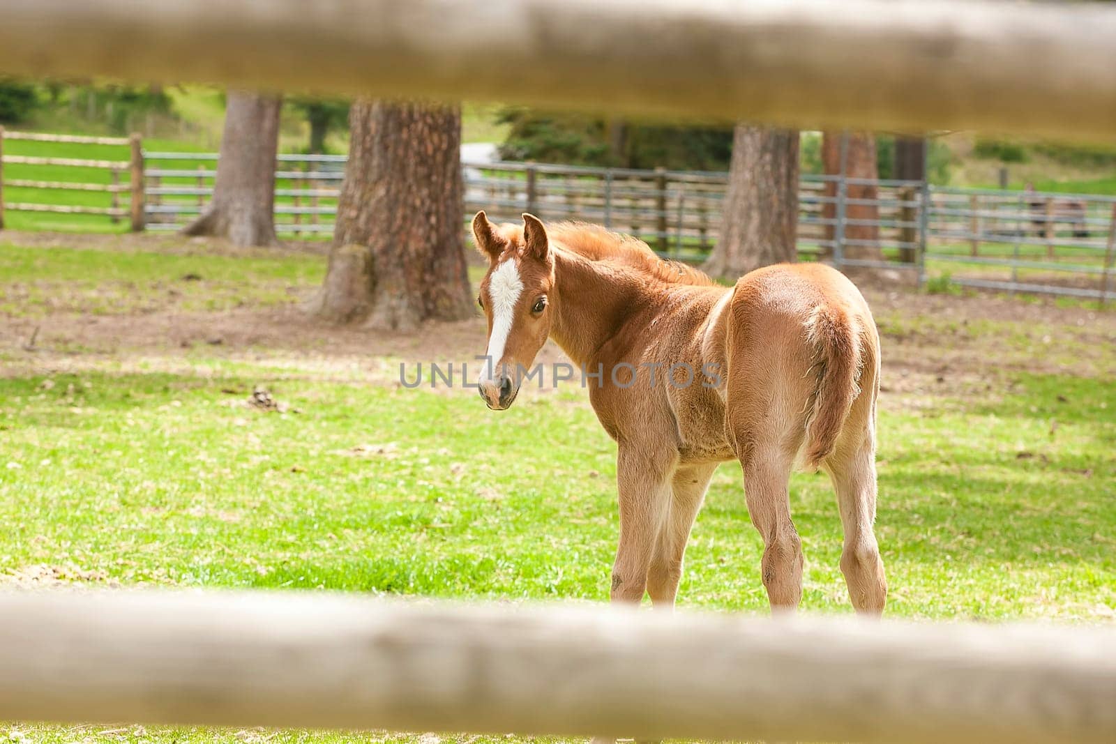 A small colt seen between the wooden fence in Hayden, Idaho.