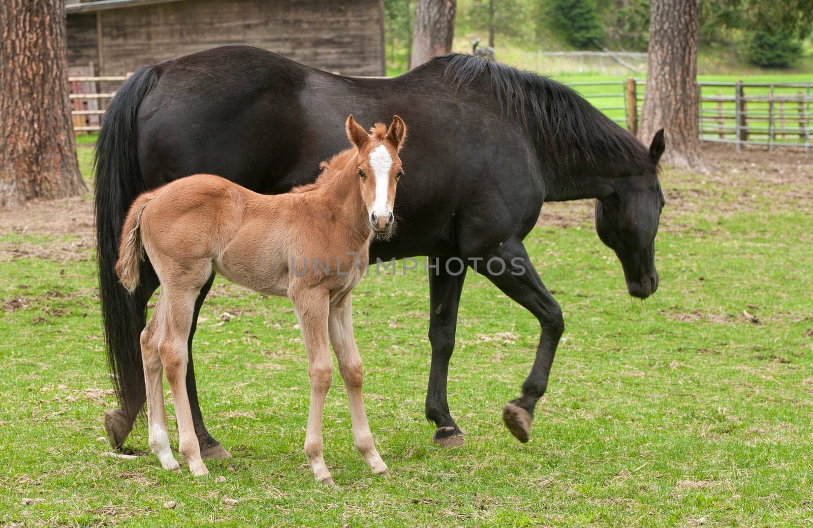 A little colt spends time next to an adult horse near Hayden, Idaho.