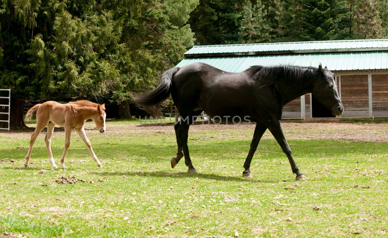 A little colt spends time next to an adult horse near Hayden, Idaho.