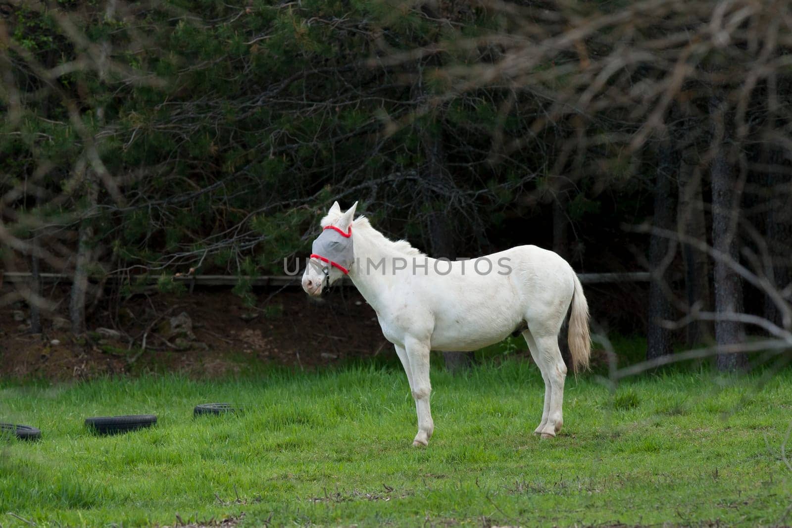 The side profile of a beautiful white horse in Hauser, Idaho.