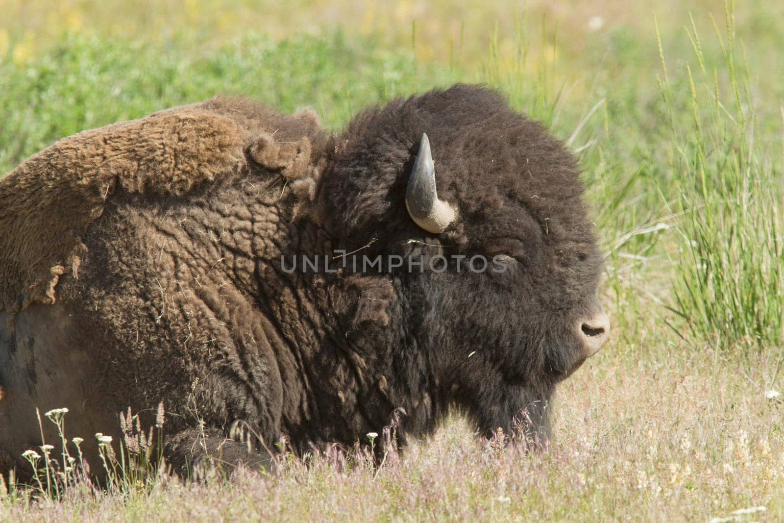A closeup of a large buffalo at the National Elk and Bison Range in Montana